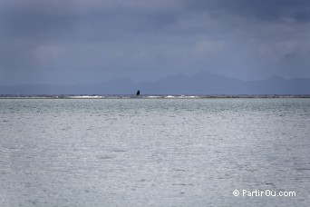 Baleine à Raiatea - Polynésie française