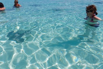 Raie Pastenague  la plage de Matira - Bora-Bora