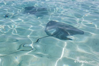 Raie Pastenague  la plage de Matira - Bora-Bora