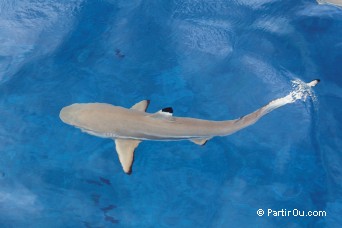 Requin à pointes noires à Bora-Bora