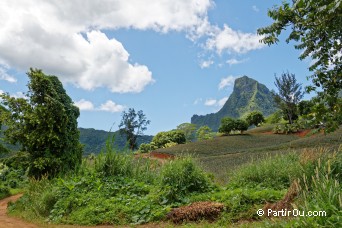Vallée d'Ōpūnohu - Moorea