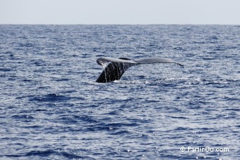 Baleine  bosse  Moorea