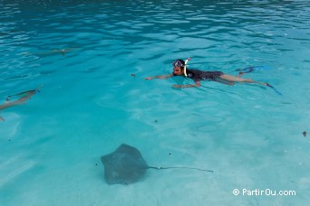 Raie Pastenague  Moorea