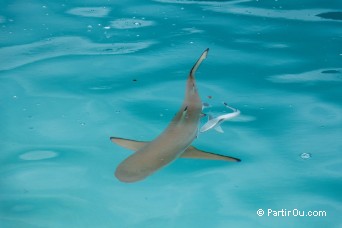 Requin à pointes noires à Moorea - Polynésie française