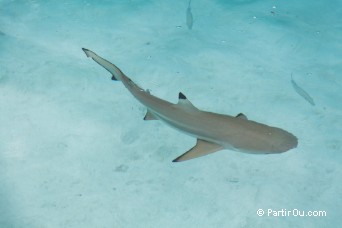 Requin à pointes noires à Moorea - Polynésie française