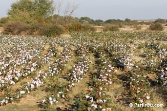 Culture de coton - Grce