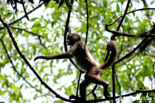 Singe vu  Tikal - Guatemala