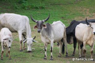 Balade autour de Ranakpur