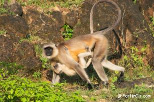 Balade autour de Ranakpur