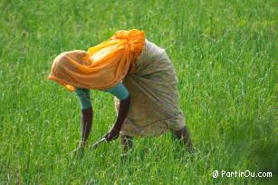 Le Rajasthan - Inde