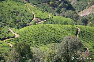 Cultures de th de Munnar