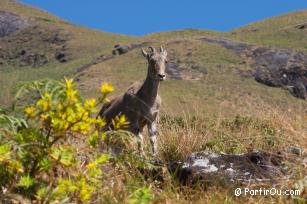 Parc national d'Eravikulam