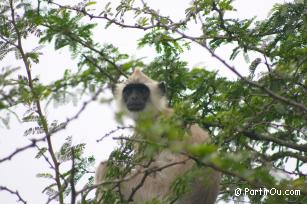 Entelle au Chinnar Wildlife Sanctuary