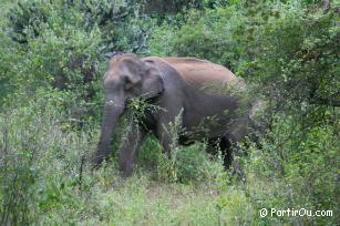 Eléphant au Chinnar Wildlife Sanctuary