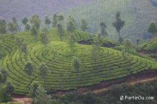 Cultures de thé autour de Munnar