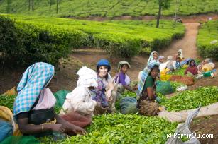 Cultures de th autour de Munnar