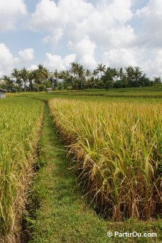 Rizières à Ubud - Bali