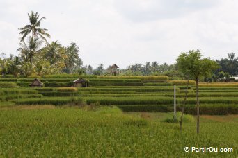 Rizières d'Ubud - Bali