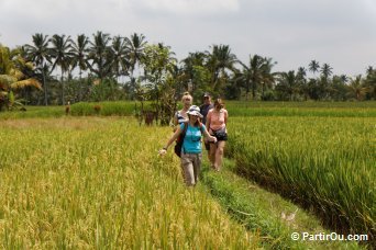 Rizières d'Ubud - Bali