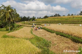 Campuhan Ridge Walk Ubud - Bali - Indonsie