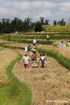 Ramassage du riz - Bali