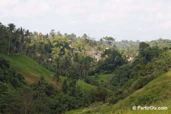 Campuhan Ridge Walk Ubud - Bali - Indonsie