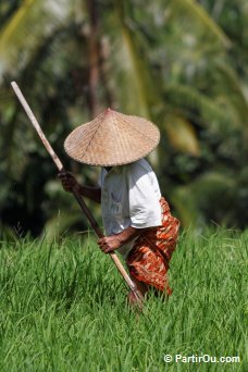 Rizières à Ubud - Bali