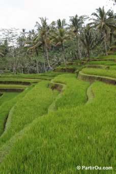 Rizière à Gunung Kawi - Bali