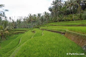 Rizières en terrasses de Gunung Kawi - Bali - Indonésie