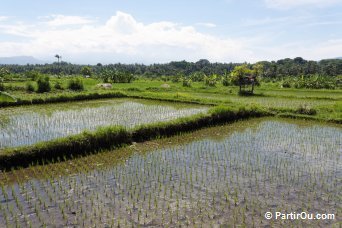 Rizières - Bali