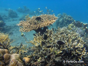 Fonds marins de Jemeluk (région de Amed) - Bali