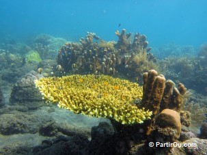 Fonds marins de Jemeluk - Bali