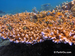 Fonds marins de Jemeluk - Bali - Indonsie