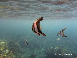 Fonds marins de Jemeluk - Bali - Indonsie