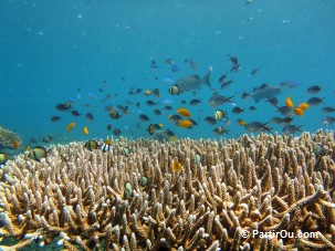 Fonds marins de Jemeluk - Bali - Indonsie