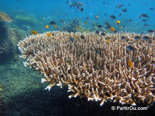 Bali, Java et petites les de la Sonde (Lombok, Flores...)