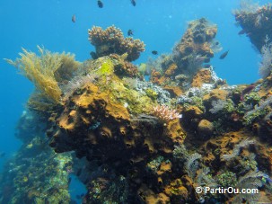 Coraux sur l'épave du Liberty - Bali