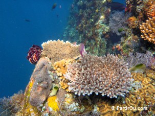 Coraux sur l'épave du Liberty - Bali