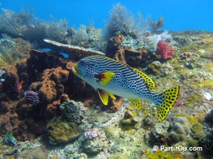 Snorkeling sur l'pave du Liberty - Bali - Indonsie