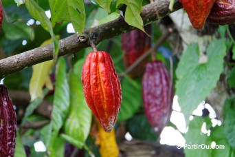 Cacao