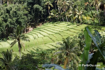 Rizières en terrasses autour de Jatiluwih - Bali - Indonésie