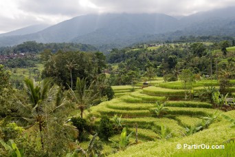 Rizières de Jatiluwih - Bali