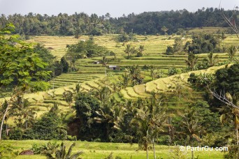 Rizières de Jatiluwih - Bali