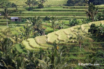 Rizires en terrasses de Jatiluwih - Bali - Indonsie