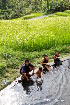 Rizires en terrasses de Jatiluwih - Bali - Indonsie