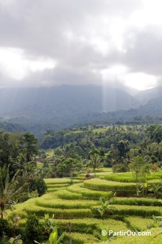 Rizires en terrasses de Jatiluwih - Bali - Indonsie