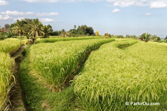Rizières de Jatiluwih - Bali