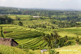 Rizières de Jatiluwih - Bali