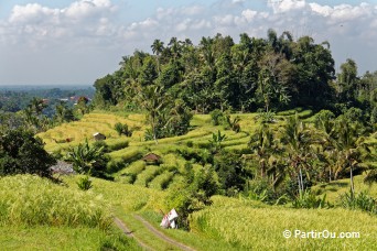 Rizires en terrasses de Jatiluwih - Bali - Indonsie