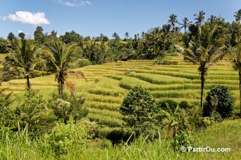 Rizières de Jatiluwih - Bali